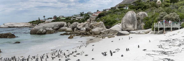 Cape Town Ocak 2023 Boulders Plajındaki Penguen Kolonisine Bakan Turistlerle — Stok fotoğraf