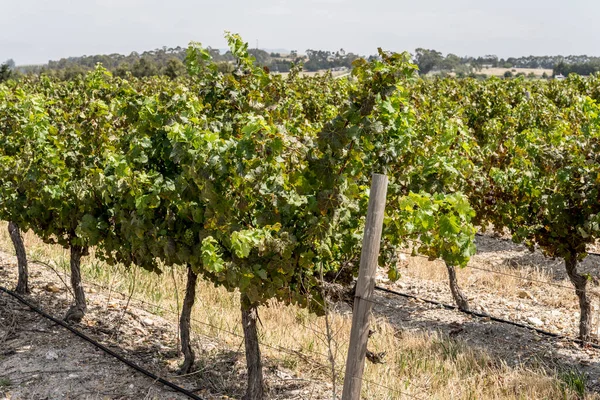 Landschap Met Meerdere Wijnlijnen Wijngaard Platteland Bij Stellenbosch West Kaap — Stockfoto