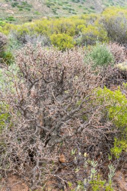 Tylecodon Paniculatus bitkisi çalıların arasında, parlak yaz ışığında botanik bahçesinde vuruldu, Worcester, Batı Burnu, Güney Afrika