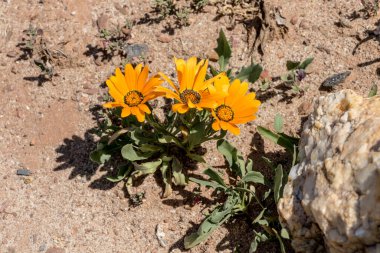 Dimorphoteca sinuata çiçekleri, parlak yaz ışığında botanik bahçesinde çekilen Worcester, Batı Burnu, Güney Afrika