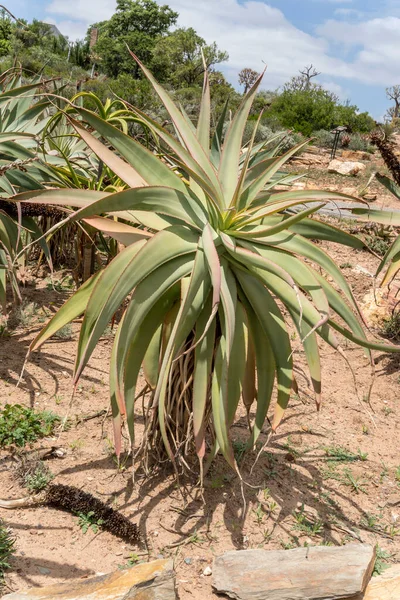 Tilt Head Aloe Plant Shot Botanic Garden Bright Summer Light — Stock Photo, Image