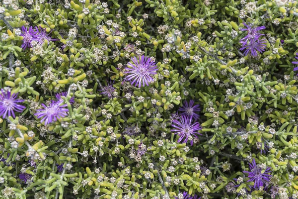 Çiçek Açan Mesembryanthemum Nodiflorum Bitkisi Parlak Yaz Işığında Botanik Bahçesinde — Stok fotoğraf