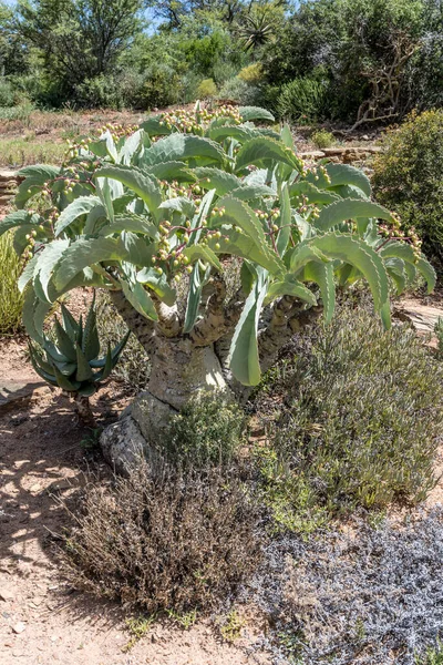 Planta Uva Namibia Entre Los Arbustos Tiro Jardín Botánico Luz — Foto de Stock