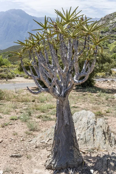Paisaje Con Planta Del Árbol Del Carcaj Las Montañas Fondo — Foto de Stock