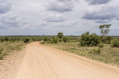 Kruger Park 'ın vahşi kırsal kesimlerinde toprak yol bükümlü manzara, parlak bulutlu yaz ışığında çekilmiş, Kruger Park, Mpumalanga, Güney Afrika