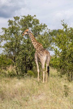 Vahşi kırsalda ağaç yaprakları yiyen zürafa, parlak yaz ışığında çekilen Kruger Park, Mpumalanga, Güney Afrika