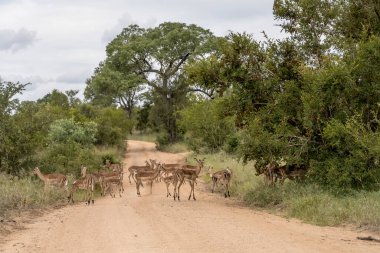 Kruger Park 'ın vahşi kırsalında, Kruger Park, Mpumalanga, Güney Afrika' da parlak bulutlu yaz ışığında çekilen Impala sürüsünün toprak yoldan geçtiği manzara.