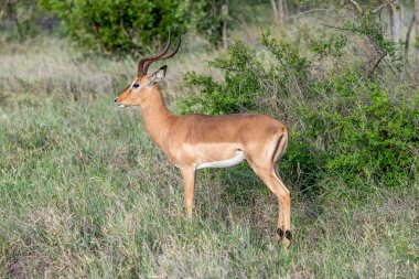 Erkek Impala çimlerin üzerinde duruyor, parlak yaz ışığı altında Kruger Park, Mpumalanga, Güney Afrika