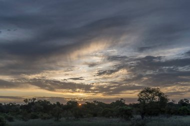 Kruger Park kırsalının çalılıklarında gün batımında manzaralı bulutlar, parlak bulutlu yaz ışığında çekilmiş, Kruger Park, Mpumalanga, Güney Afrika