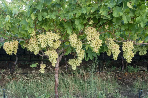 位于南非西开普省伍斯特附近农村葡萄园中的白葡萄酒的细节 在夏日明亮的灯光下拍摄 — 图库照片