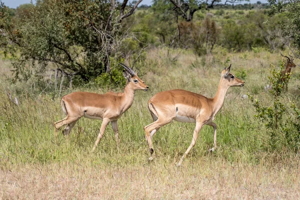 Impalas Çalılıklarda Yürüyor Parlak Yaz Işığında Vuruldu Kruger Park Mpumalanga — Stok fotoğraf