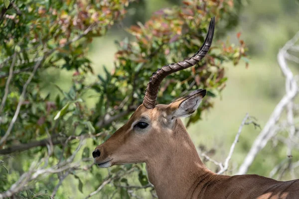 Detail Psa Impala Hlava Rohy Zastřelen Jasném Letním Světle Kruger — Stock fotografie