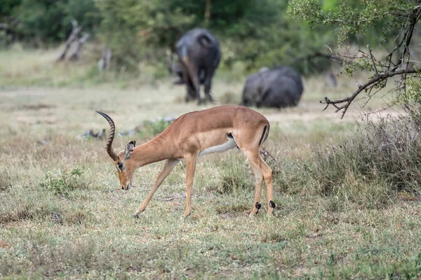 Erkek Impala Çimlere Eğiliyor Parlak Yaz Işığında Çekiliyor Kruger Park — Stok fotoğraf