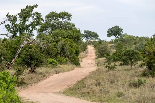 Paisaje Con Camino Tierra Kruger Parque Salvaje Disparo Luz Nublada — Foto de Stock