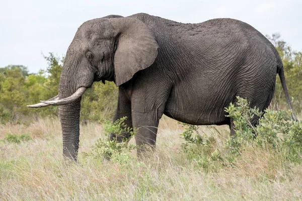 Ελέφαντας Ψηλό Γρασίδι Στην Άγρια Ύπαιθρο Πυροβόλησε Στο Έντονο Φως — Φωτογραφία Αρχείου