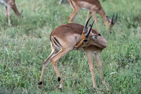Ung Hane Impala Stående Gräs Skjuten Starkt Sommarljus Kruger Park — Stockfoto