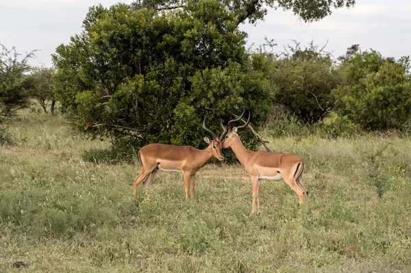 Krajina Samci Impalas Čenichající Trávě Křovinách Zastřelen Jasném Letním Jasném — Stock fotografie