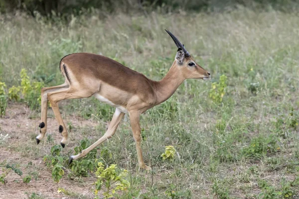 Macho Joven Impala Corriendo Sobre Hierba Disparado Luz Brillante Del —  Fotos de Stock