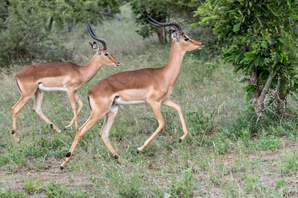 Junge Impala Männchen Springen Auf Gras Aufgenommen Hellen Sommerlicht Kruger — Stockfoto