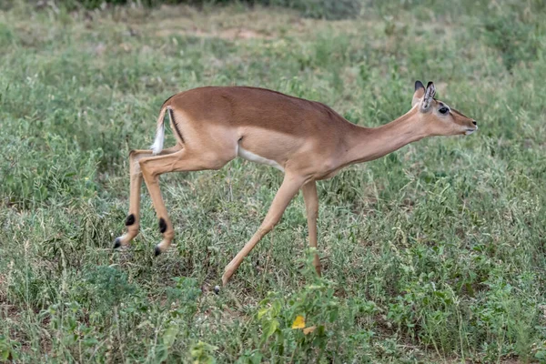 Mladá Fena Impala Běžící Trávě Focená Jasném Letním Světle Kruger — Stock fotografie