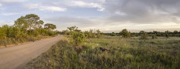 Paesaggio Con Strada Sterrata Curva Nel Parco Kruger Campagna Selvaggia — Foto Stock