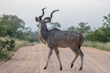 Erkek Kudu 'nun fundalıkta toprak yoldan geçişi, parlak yaz ışığında Kruger Parkı, Mpumalanga, Güney Afrika