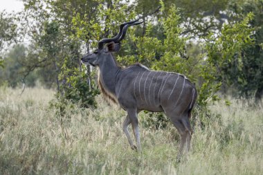 Erkek Kudu çalılıklarda yürüyor, parlak yaz ışığında çekilen Kruger Parkı, Mpumalanga, Güney Afrika