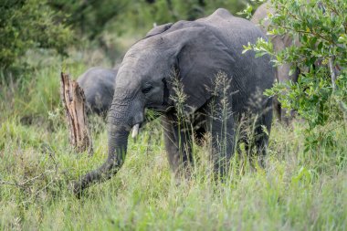 Vahşi kırsal kesimde çimen yiyen genç fil, parlak yaz ışığında çekilen Kruger Park, Mpumalanga, Güney Afrika