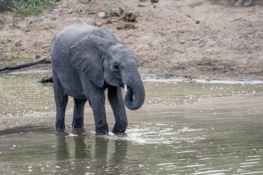 Vahşi kırsal kesimde sığ sularda su içen genç fil yaz ışığında Kruger Park, Mpumalanga, Güney Afrika