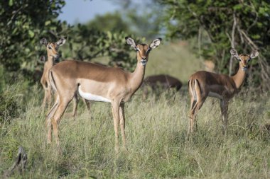 Genç bayan Impala çimlerin üzerinde duruyor, parlak yaz ışığında çekilen Kruger Park, Mpumalanga, Güney Afrika