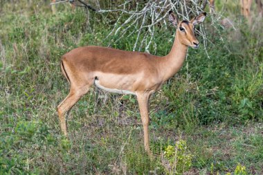 Genç dişi Impala çimlerin üzerinde duruyor, parlak yaz ışığında çekilen Kruger Park, Mpumalanga, Güney Afrika