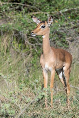 Çok genç Impala çimlerin üzerinde duruyor, parlak yaz ışığı altında, Kruger Park, Mpumalanga, Güney Afrika