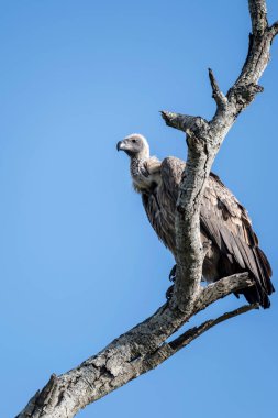 Kuru dalda duran akbaba, parlak yaz ışığında vuruldu, Kruger Park, Mpumalanga, Güney Afrika