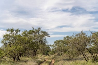 Toprak yollu manzara ve yeşil vahşi kırsal çalılıklar, parlak yaz ışığında çekilen Kruger Parkı, Mpumalanga, Güney Afrika