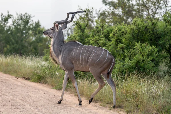Macho Kudu Cruzando Camino Tierra Matorrales Disparo Luz Brillante Del —  Fotos de Stock