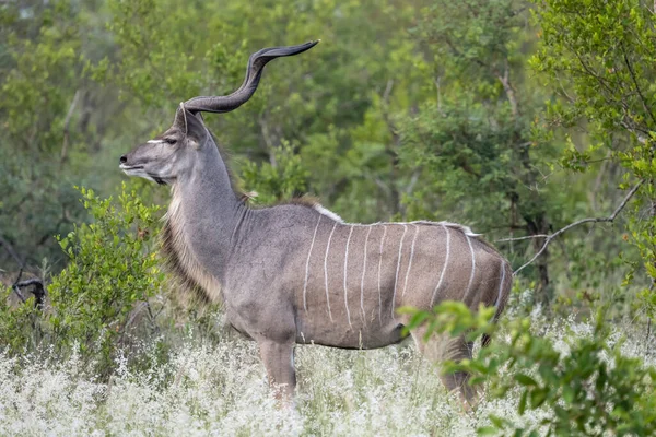 Macho Kudu Vegetación Espesa Arbustiva Filmado Luz Brillante Verano Kruger —  Fotos de Stock