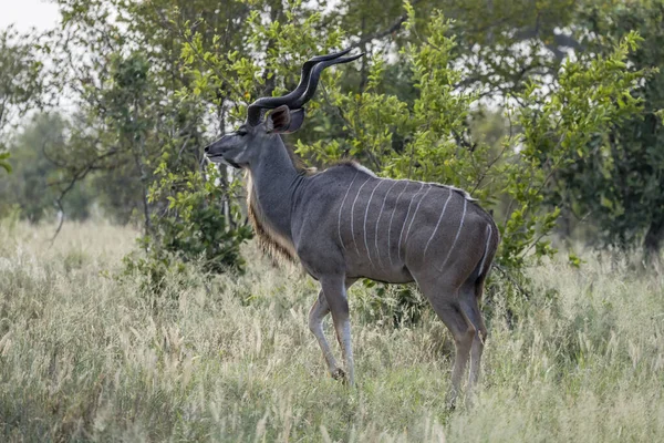 Samec Kudu Kráčející Husté Vegetaci Zastřelen Jasném Letním Světle Kruger — Stock fotografie