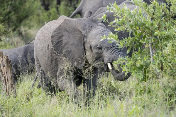 Pui Elefant Care Mănâncă Frunze Vegetație Groasă Arbuști Mediul Rural — Fotografie, imagine de stoc