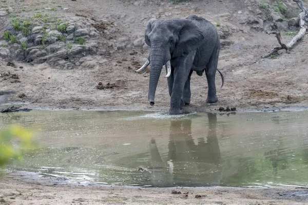 Elefante Macho Que Acerca Estanque Campo Salvaje Filmado Con Luz — Foto de Stock