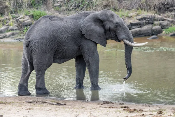 Elefante Macho Aguas Poco Profundas Del Estanque Campo Salvaje Disparado — Foto de Stock