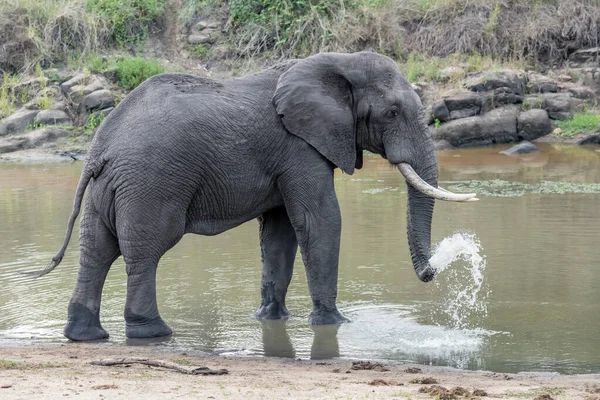 Male Elephant Spraying Water Pond Wild Countryside Shot Bright Summer — Stock Photo, Image