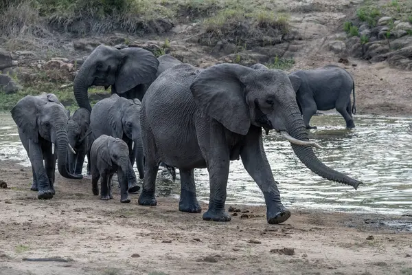 Grupo Elefantes Hembras Cachorros Caminando Orilla Del Estanque Campo Salvaje — Foto de Stock