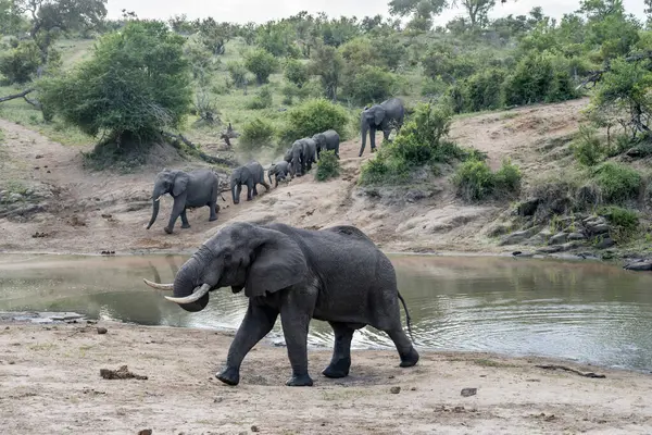 Paisaje Con Tráfico Elefantes Las Orillas Del Estanque Campo Salvaje — Foto de Stock