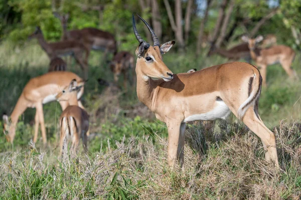 Genç Erkek Impala Geriye Bakıyor Parlak Yaz Işığında Çekilmiş Kruger — Stok fotoğraf
