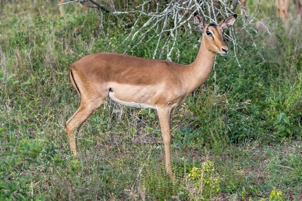 Ung Kvinnlig Impala Stående Gräs Skjuten Starkt Sommarljus Kruger Park — Stockfoto