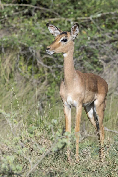 Velmi Mladý Impala Stojící Trávě Zastřelen Jasném Letním Světle Kruger — Stock fotografie