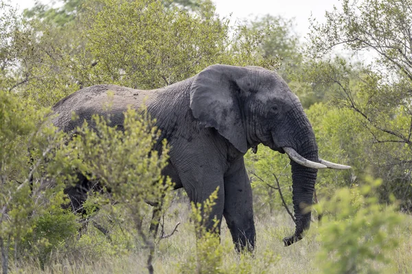 Elefant Masculin Care Ridică Din Vegetație Arbuști Mediul Rural Sălbatic — Fotografie, imagine de stoc