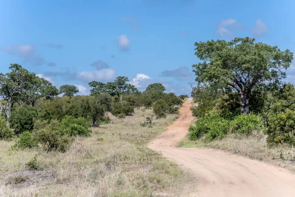 landscape with uphill winding dirt road in green wild countryside, shot in bright summer light, Kruger park, Mpumalanga, South Africa