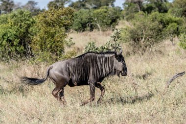 Kruger Park 'ın vahşi kırsalında uzun otların arasında, parlak yaz ışığında çekilen Gnu Kruger Parkı, Mpumalanga, Güney Afrika