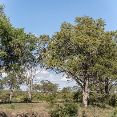 Yeşil kırsal kesimde büyük ağaçlar olan manzara, parlak yaz ışığında çekilen manzara, Kruger Park, Mpumalanga, Güney Afrika